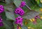 Callicarpa japonica or Japanese beautyberry branch with leaves and  large clusters purple berries with drops of rain.