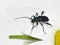 Callidium violaceum blue longhorn beetle