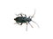 Callidium violaceum longhorn beetle on white background