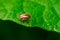 Calligrapher Leaf Beetle - Calligrapha bidenticola