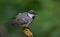 Calling Coal Tit sits on a lichen covered branch