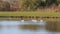 Calling geese taking off from a lake.