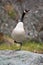 Calling Goose, Yellowstone National Park.