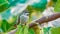 Calliope Hummingbird Looking Wide