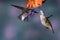 Calliope Hummingbirds