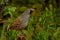 Callipepla californica - California quail