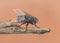 Calliphora vicina urban bluebottle blowfly fly metallic blue with black drawings on orange pink background