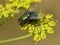 Calliphoridae fly on a yellow flower