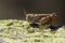 Calliptamus barbarus is an insect of the genus Calliptamus, in the grasshopper family