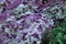 Callisia Repens, Turtle Vine. Leaves background