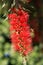 Callistemon