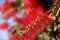 Callistemon