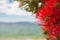 Callistemon, beautiful plant with red flowers, beach background and cloudy blue sky