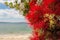 Callistemon, beautiful plant with red flowers, beach background and cloudy blue sky