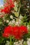 Callistemon, beautiful plant with red flowers, beach background and cloudy blue sky