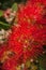 Callistemon, beautiful plant with red flowers, beach background and cloudy blue sky