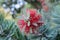 Callistemon beautiful red flowers. Flora.