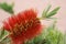 Callistemon Bloom