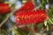 Callistemon blooming