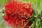 Callistemon blooming