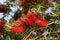 Callistemon blooming