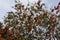 Callistemon blooming