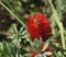 Callistemon blossom