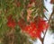 Callistemon blossom