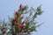 Callistemon blossom