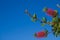 Callistemon in the blue sky