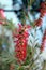 Callistemon or bottle brush flower. Close-up of red needle-like flower on the green shrub in early summer