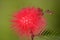 Callistemon bottle brush flower insect closeup