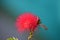 Callistemon bottle brush  flower insect closeup
