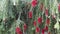 Callistemon bottle brush tree with bright red flowers