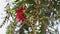 Callistemon bottle brush tree with bright red flowers
