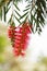 Callistemon bottlebrush flower at summer