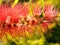 Callistemon, bottlebrush plant flowers , red bottle brush flower close up view in a garden in Cairo Egypt