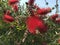 Callistemon bottlebrush tree