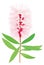 callistemon bottlebrushes flower vector illustration transparent background