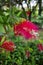 Callistemon or bottlebrushes red flower. Natural background