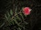 Callistemon. bright red - pink fluffy flower, subtropical plant