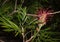 Callistemon. bright red - pink fluffy flower, subtropical plant