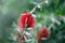 Callistemon citrinus also known as crimson bottlebrush is red flower on green natural defocus baclground