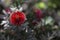 Callistemon citrinus or bottlebush