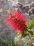 callistemon citrinus, brush red tree