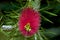 Callistemon citrinus, Crimson Bottlebrush