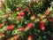 Callistemon Citrinus Plant Blossoming in South Daytona