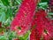 Callistemon citrinus tree with bright red flowers