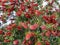 Callistemon citrinus tree with bright red flowers