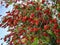 Callistemon citrinus tree with bright red flowers